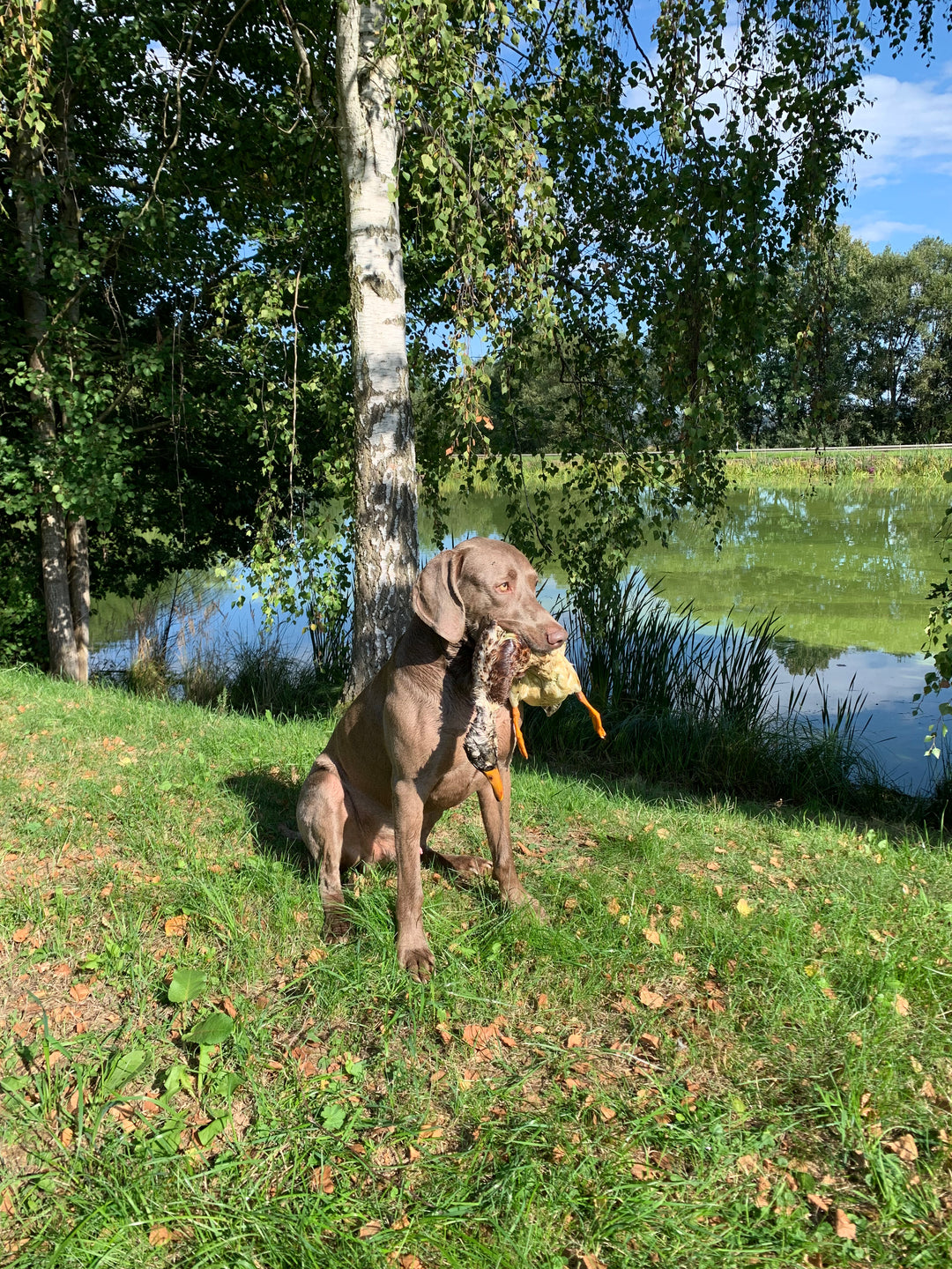 Herbstzuchtprüfung- bist Du bereit?