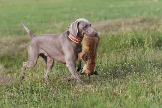 Live-Gruppentraining: Jagdhunde praxisnah ausbilden (10er-Karte)