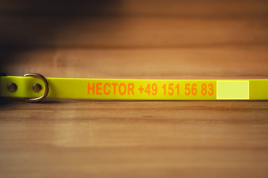 Biothane Halsband 25 mm – maßgefertigtes Hundehalsband mit Klickverschluss für Jagd & Alltag – MeinJagdhund.Club
