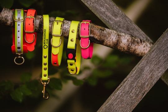 Biothane Halsung BICOLOR – zweifarbiges, personalisiertes Hundehalsband für Jagdhunde – MeinJagdhund.Club
7