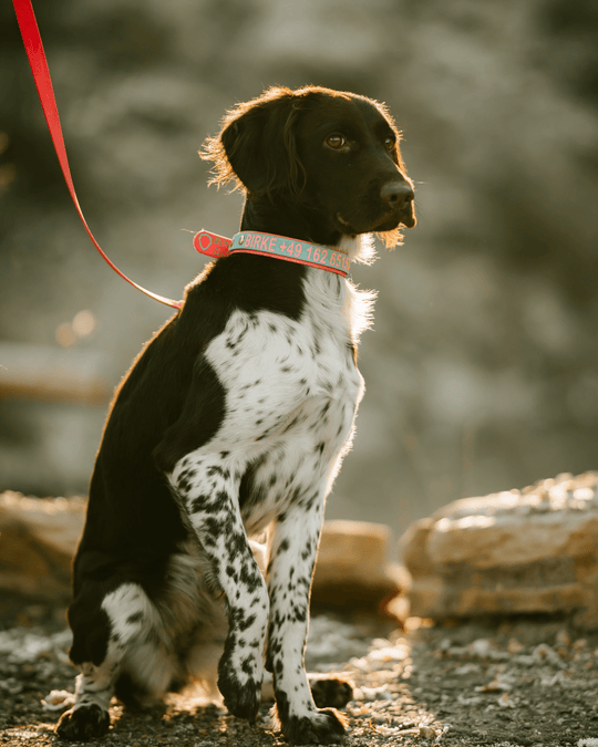 Live-Gruppentraining: Jagdhunde praxisnah ausbilden (5er-Karte)