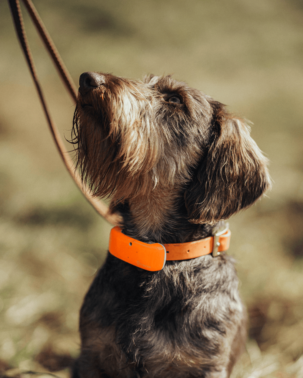 Einzelcoaching: Zielgerichtetes Jagdhundtraining (5mal Einzelcoaching)