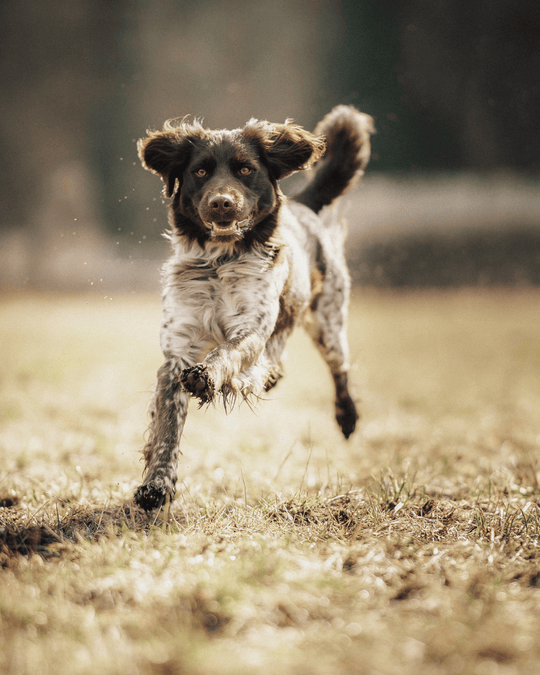Live-Gruppentraining: Jagdhunde praxisnah ausbilden (10er-Karte)