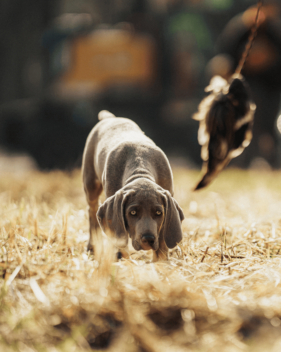 Einzelcoaching: Zielgerichtetes Jagdhundtraining (5mal Einzelcoaching)