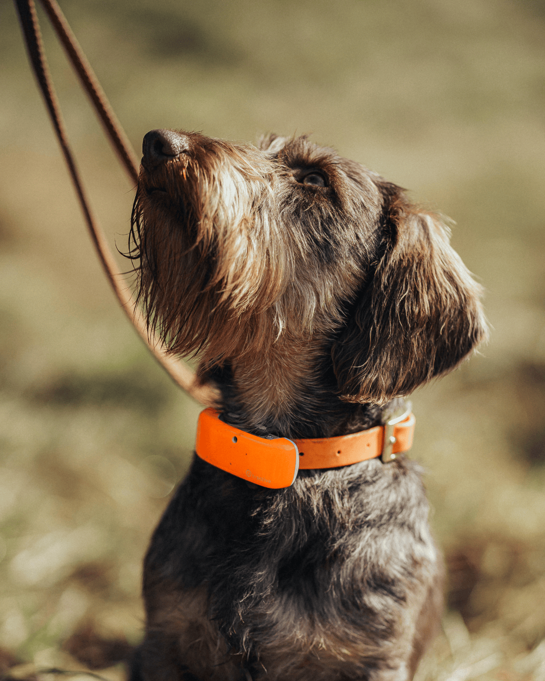 Einzelcoaching: Zielgerichtetes Jagdhundtraining (Einzelcoaching)