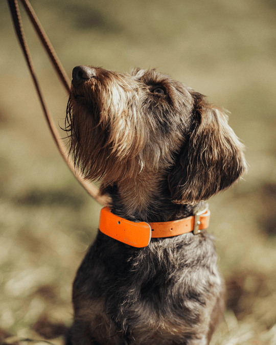 Live-Gruppentraining: Jagdhunde praxisnah ausbilden (Einzelteiltraining)