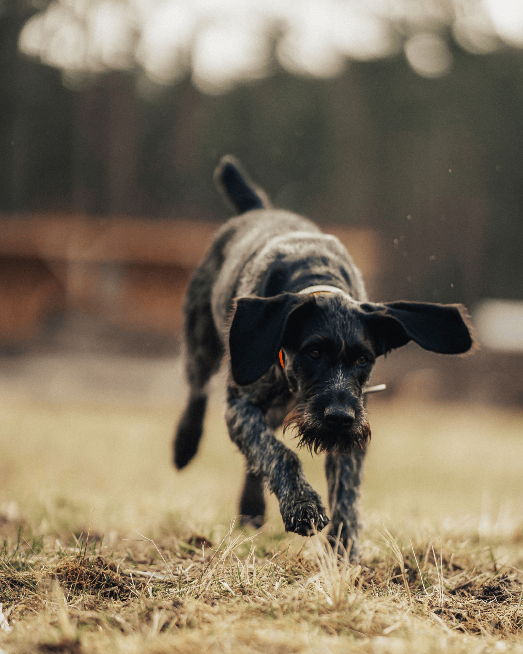 Live-Gruppentraining: Jagdhunde praxisnah ausbilden (5er-Karte)