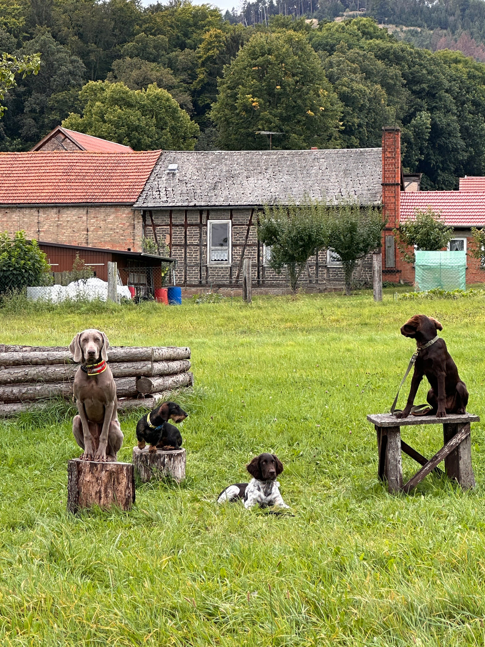 Einzelcoaching: Zielgerichtetes Jagdhundtraining (5mal Einzelcoaching)