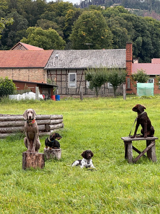 Einzelcoaching: Zielgerichtetes Jagdhundtraining (5mal Einzelcoaching)