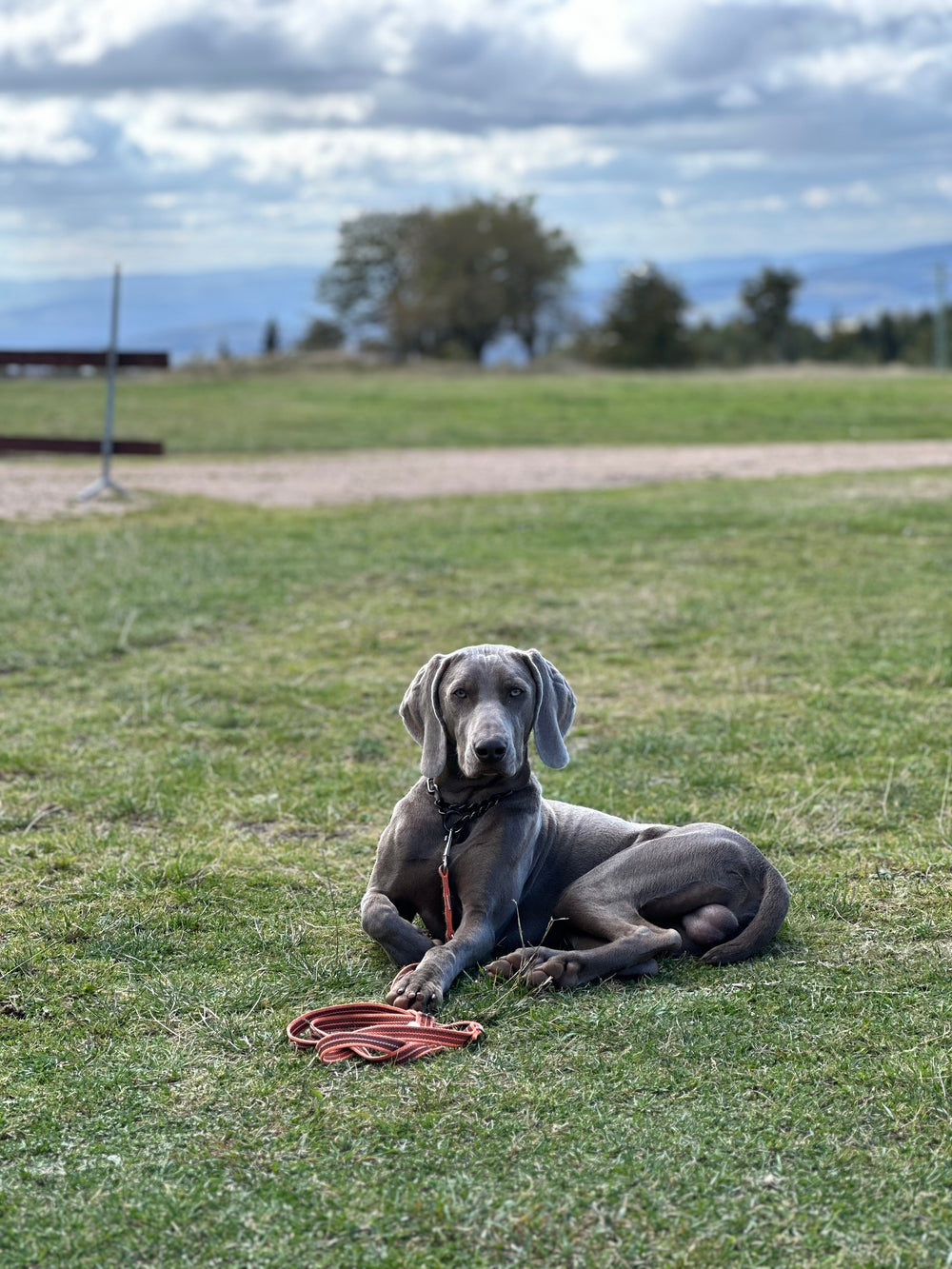 Live-Gruppentraining: Jagdhunde praxisnah ausbilden (10er-Karte)