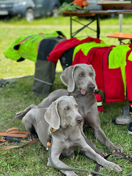 Live-Gruppentraining: Jagdhunde praxisnah ausbilden (Einzelteiltraining)