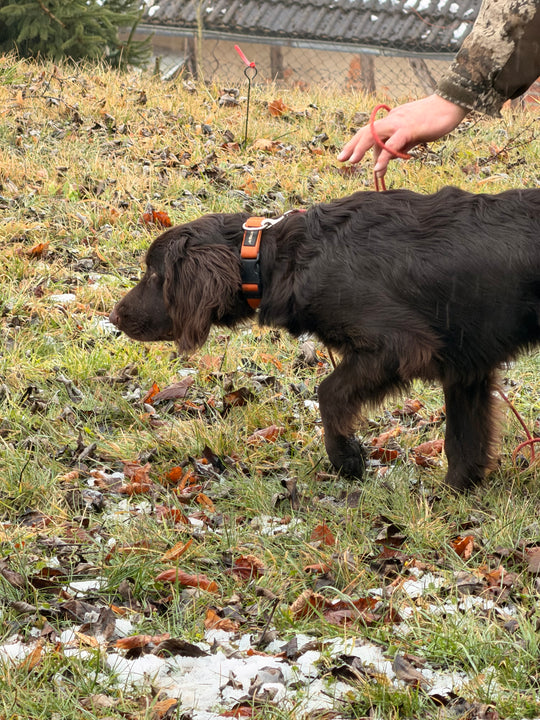 Einzelcoaching: Zielgerichtetes Jagdhundtraining (5mal Einzelcoaching)