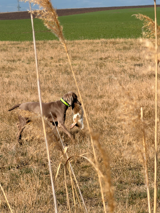 Live-Gruppentraining: Jagdhunde praxisnah ausbilden (5er-Karte)