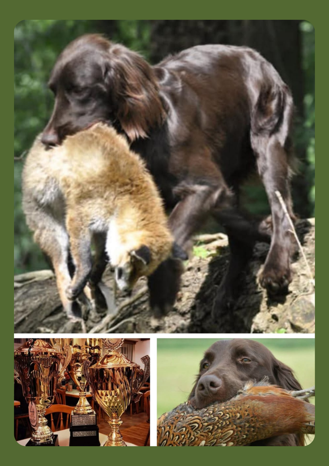 2-Tages-Seminar Jagdhundausbildung mit Winfried Edelmann – Februar 2026 – MeinJagdhund.Club
