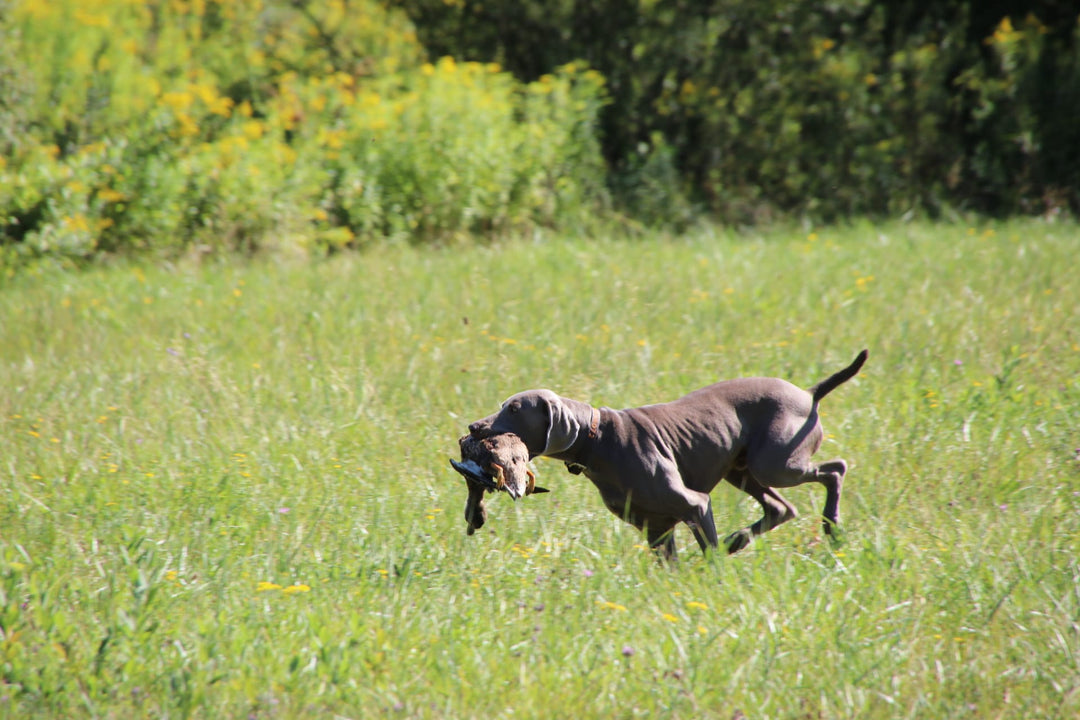 Einzelcoaching: Zielgerichtetes Jagdhundtraining (5mal Einzelcoaching)