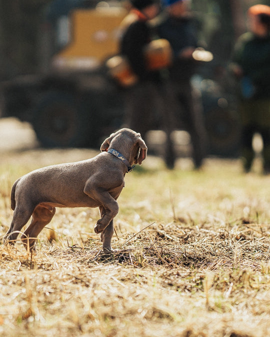 Live-Gruppentraining: Jagdhunde praxisnah ausbilden (10er-Karte)